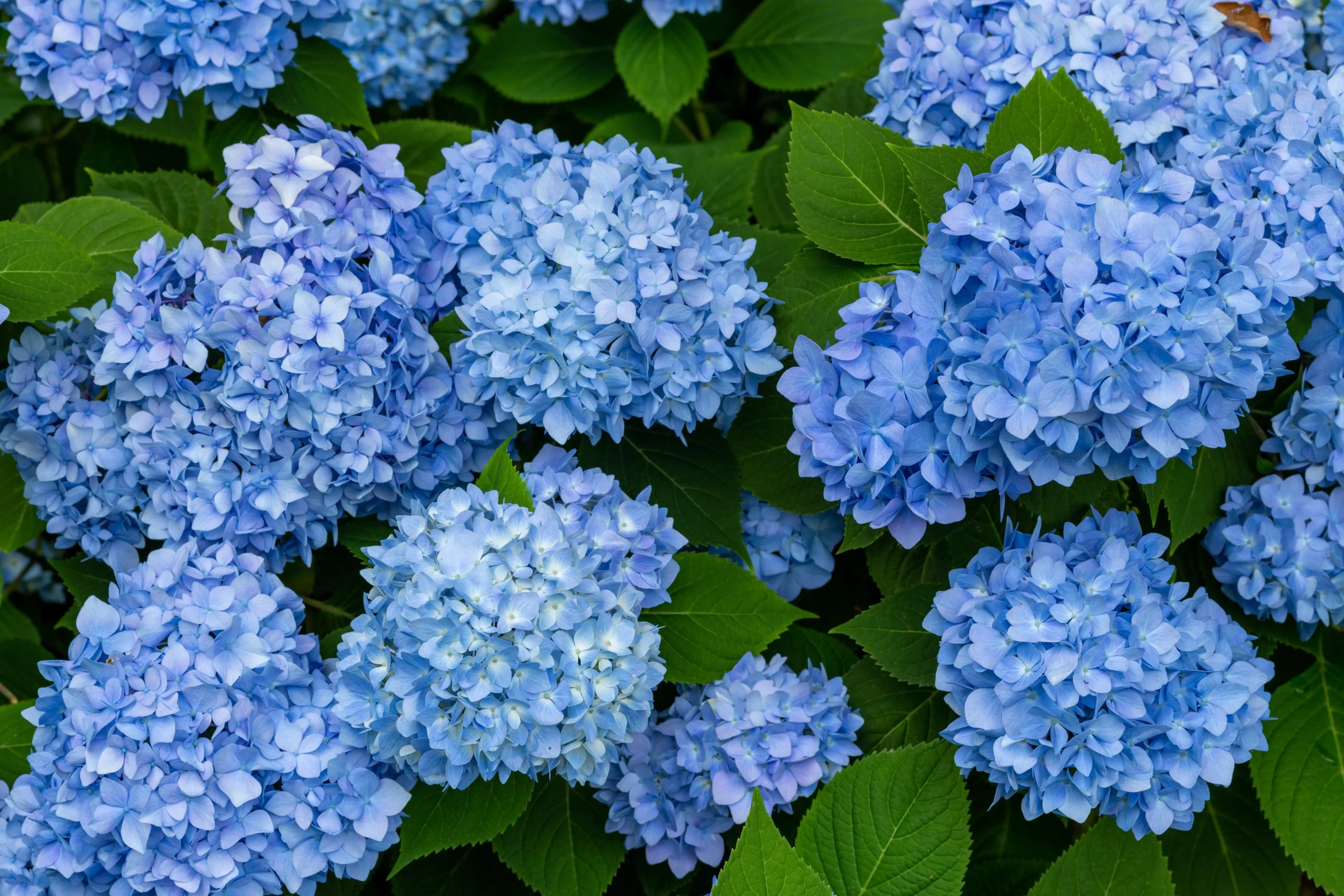 Blue Hydrangeas – Plant by Number | Plant By Number™
