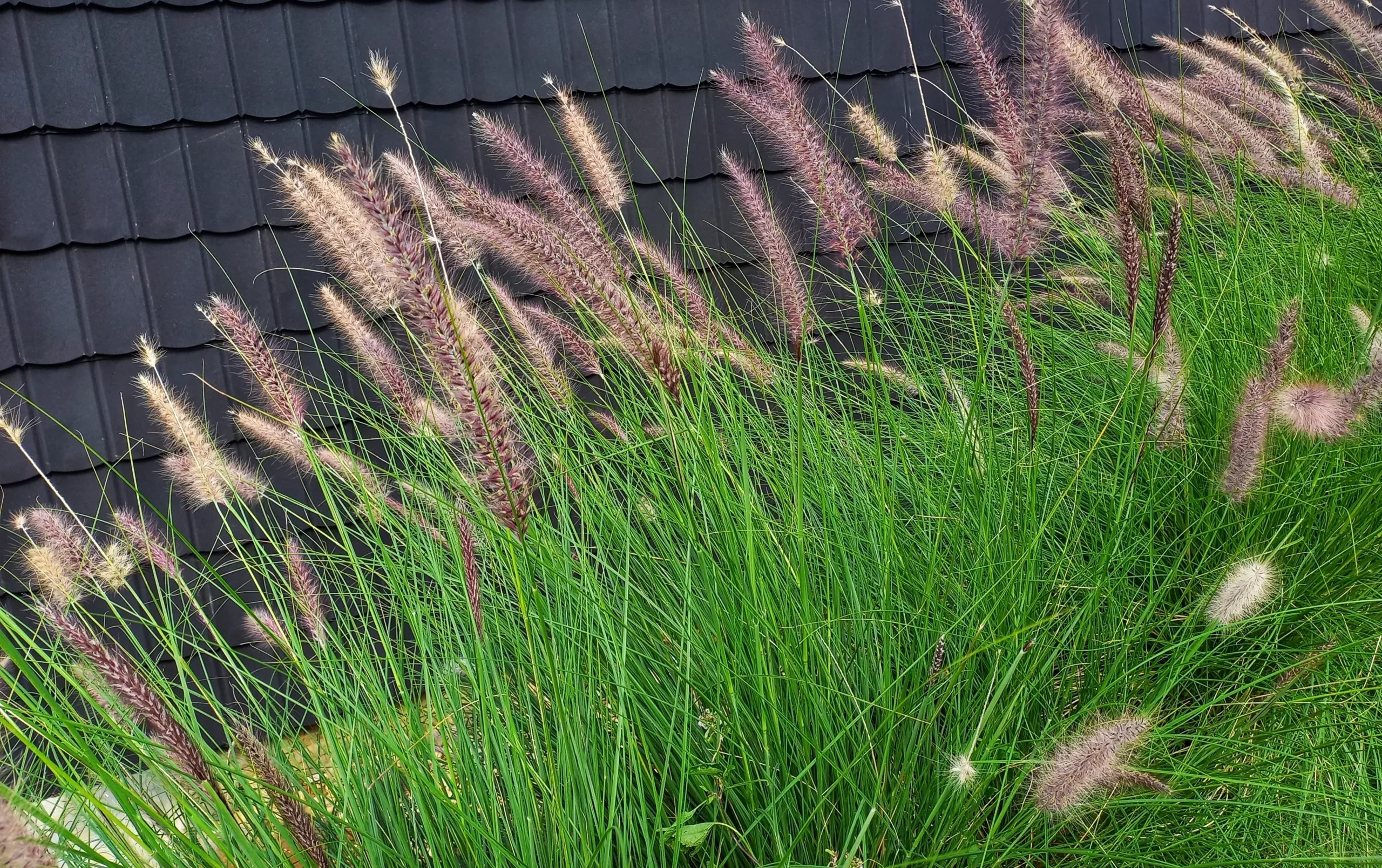 Fountain Grass Types  Plant by Number | Plant By Number