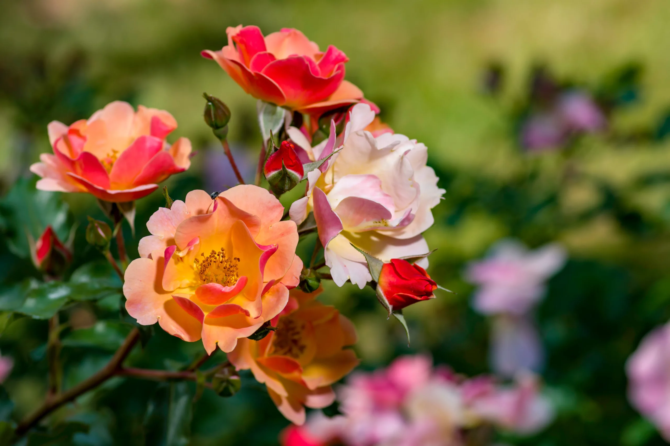 Groundcover Roses  Plant by Number | Plant By Number