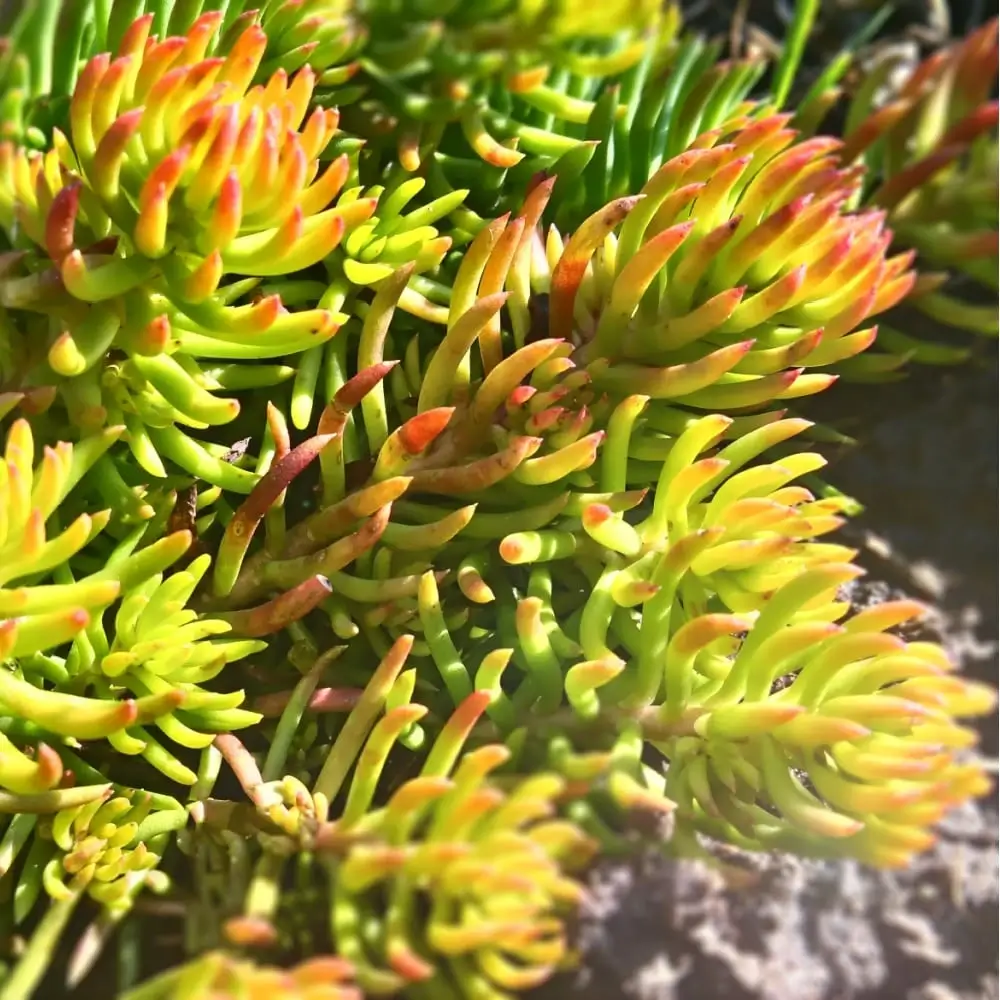 Angelina Stonecrop  Plant by Number | Plant By Number