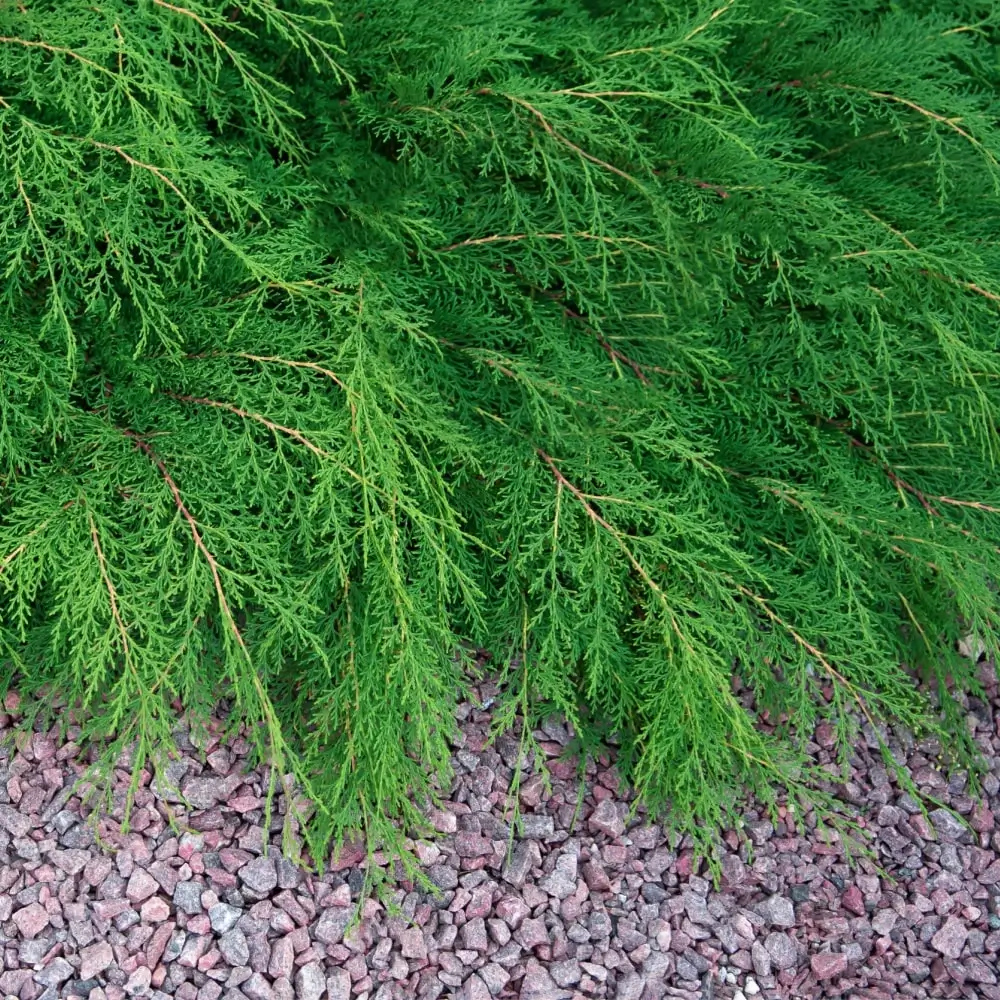Celtic Pride Siberian Cypress  Plant by Number | Plant By Number