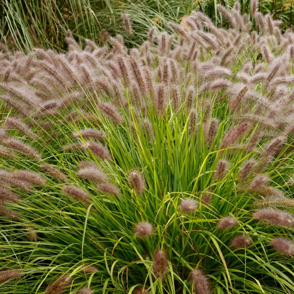 Desert Plains Fountain Grass  Plant by Number | Plant By Number