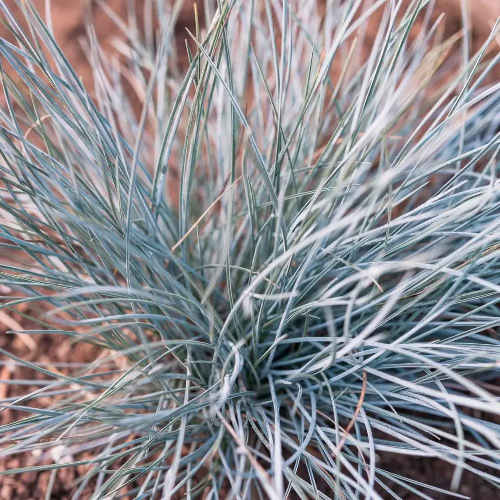 Elijah Blue Fescue  Plant by Number | Plant By Number