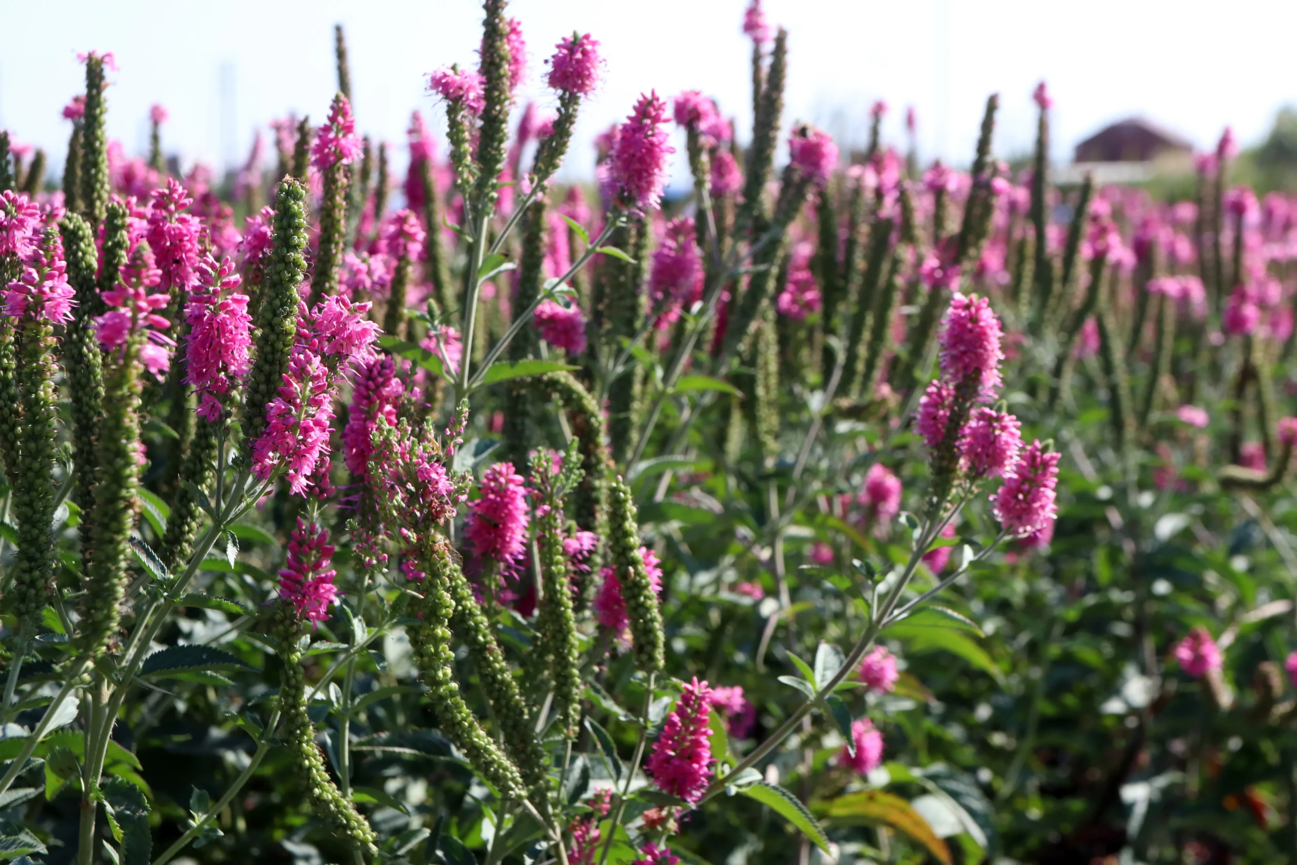 First Love Veronica  Plant by Number | Plant By Number