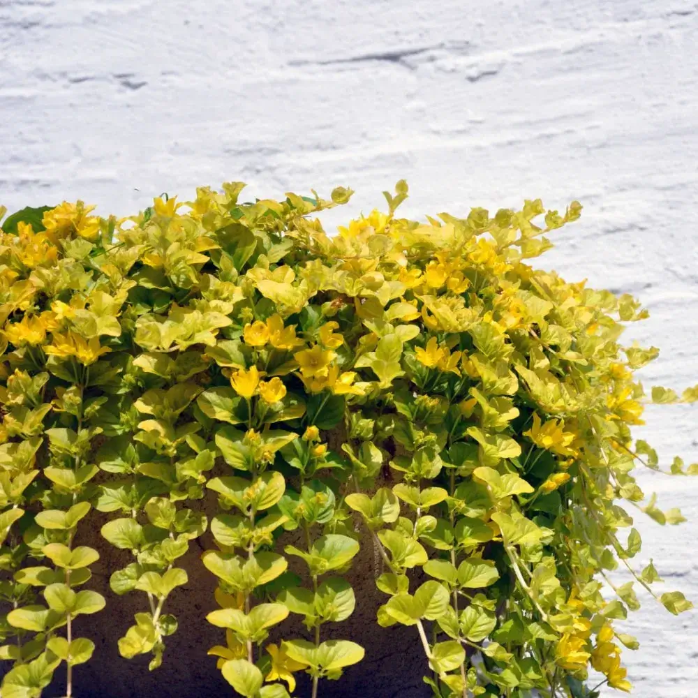 Creeping Jenny  Plant by Number | Plant By Number