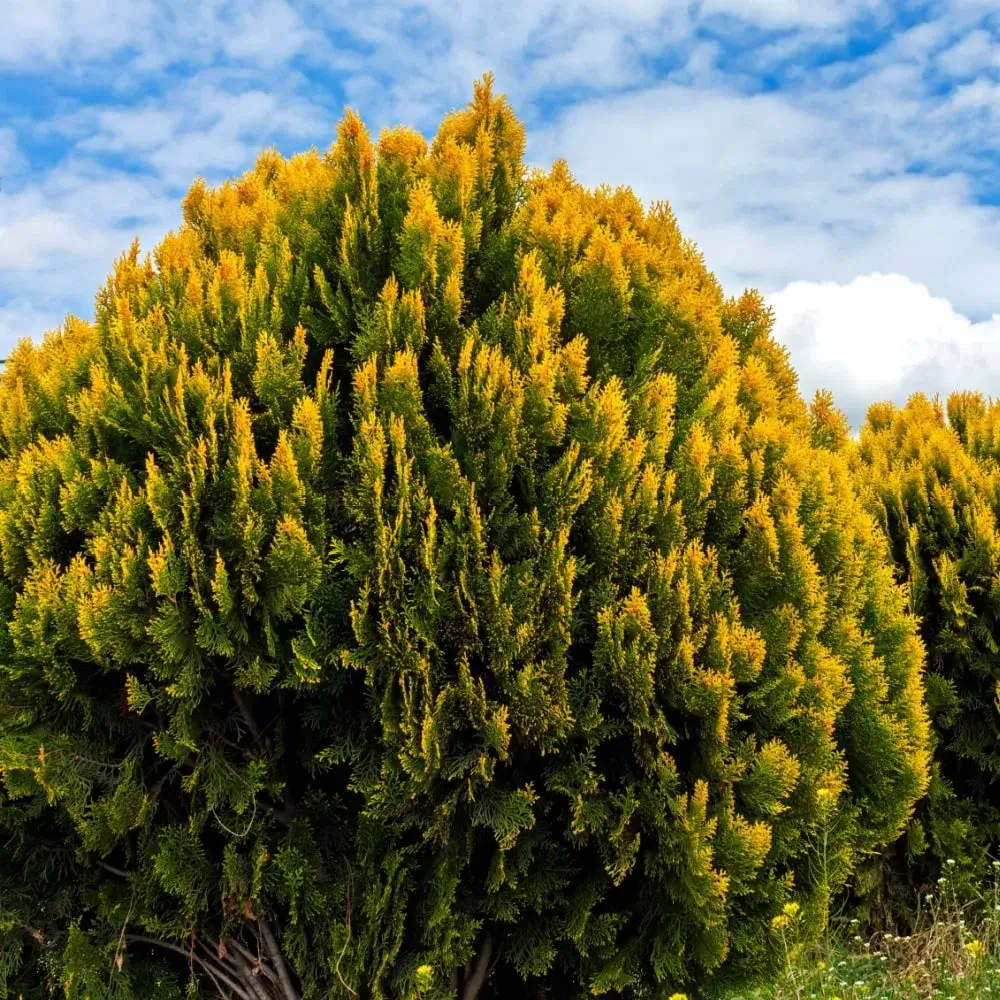 Golden Globe Arborvitae  Plant by Number | Plant By Number