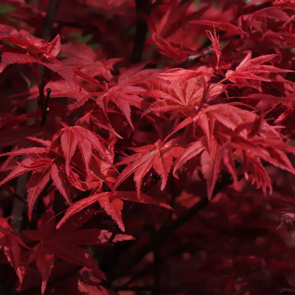 Red Trees – Plant by Number | Plant By Number™