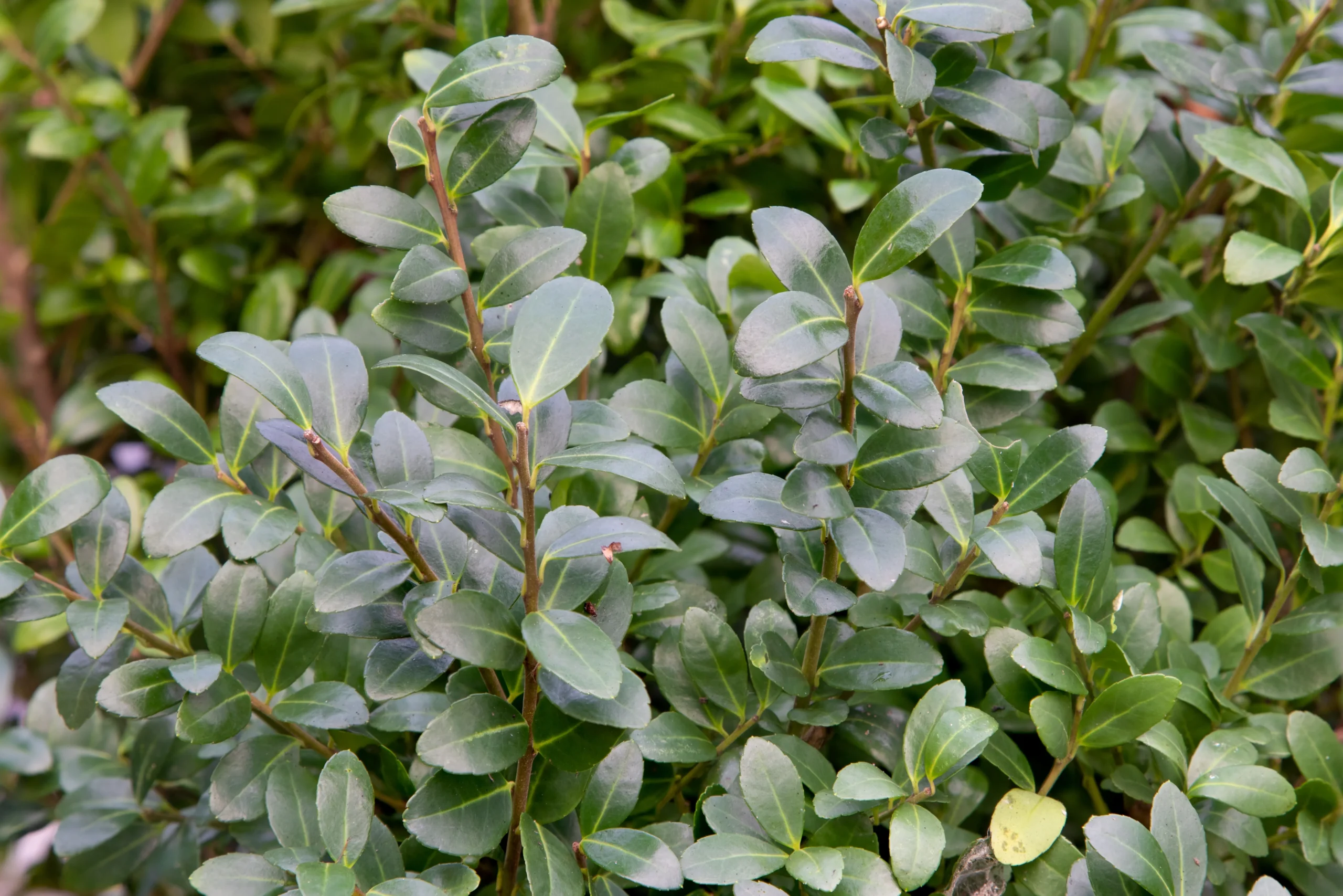 Soft Touch Japanese Holly  Plant by Number | Plant By Number