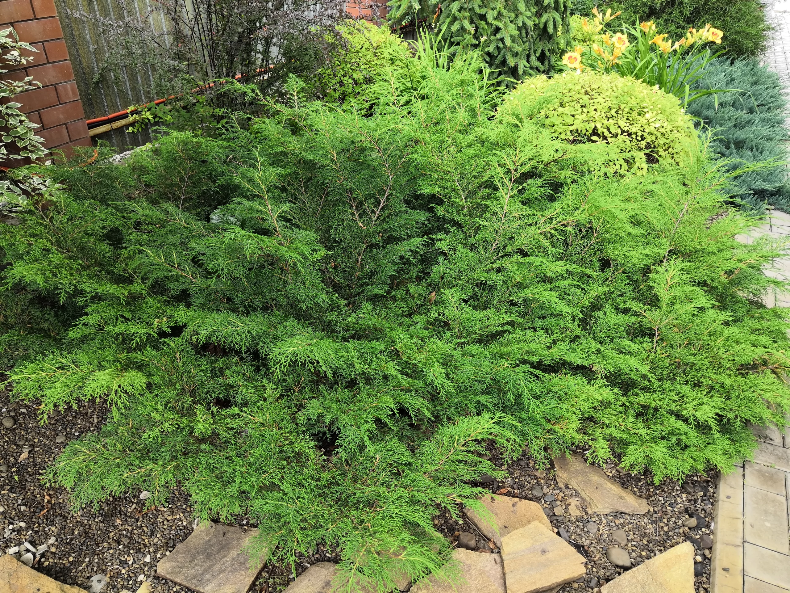 Celtic Pride Siberian Cypress  Plant by Number | Plant By Number