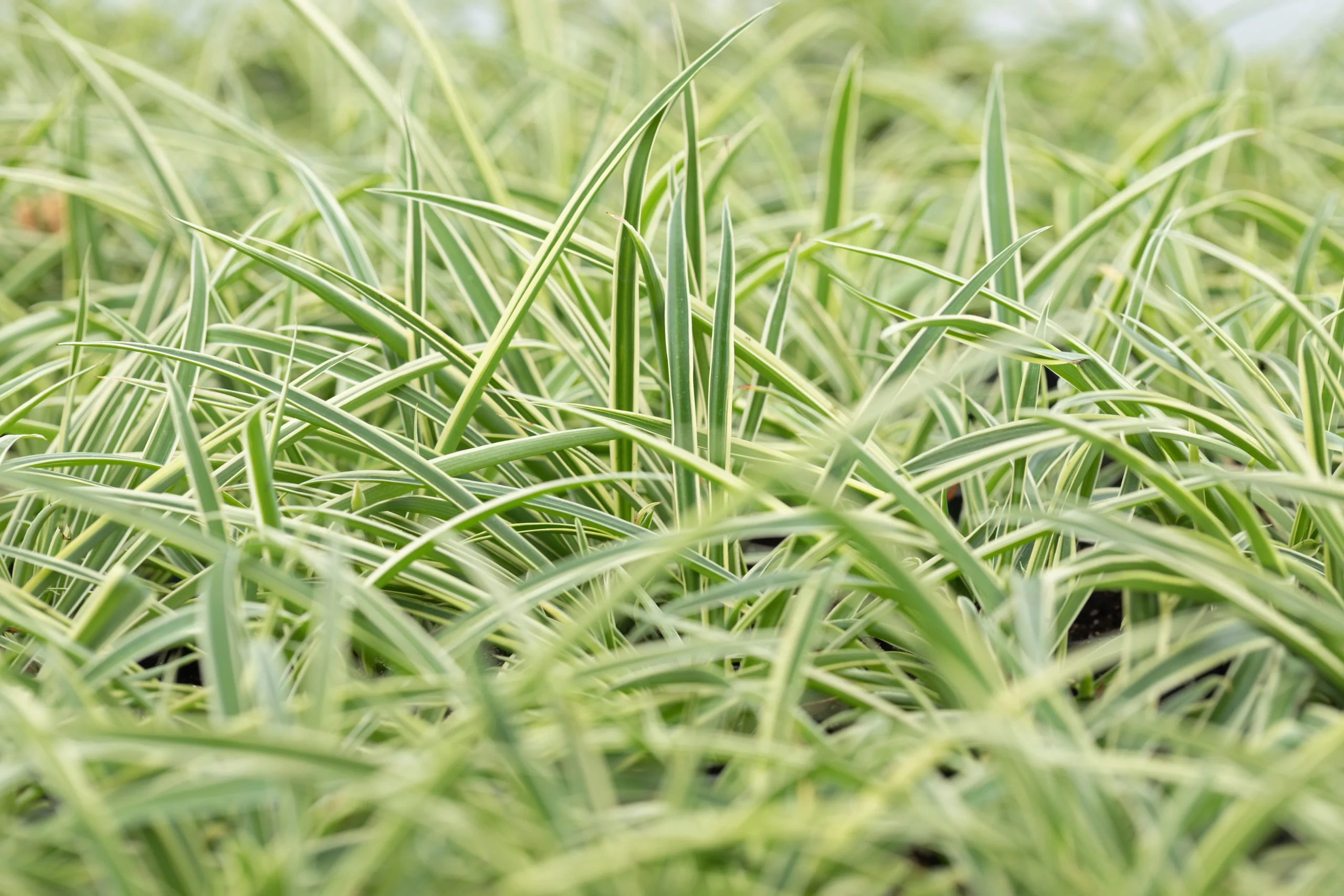 Short Grasses  Plant by Number | Plant By Number